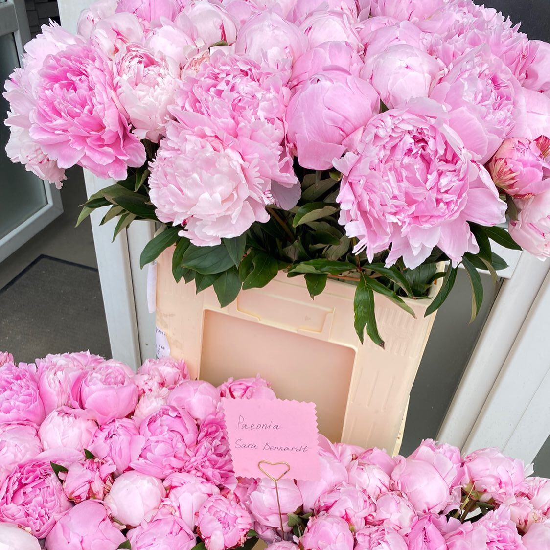 vb_flowers-20062022-0004
